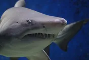 英國男模砸上萬元出國做牙齒貼片　8個月後卻變整口「鯊魚牙」