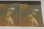 飼主祭出「4300萬」懸賞金尋找走失愛犬　事後遭爆料只給2.1萬致謝
