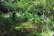 生態遭破壞！北市「螢火蟲公園」水池遭丟吐司　北市府籲勿汙染環境