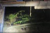 花蓮卓溪黑熊闖民宅「偷吃雞」！防熊噴霧上陣　林業署籲不獵殺快通報