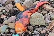 謎樣海洋生物入侵！亮橘色魚臉沒五官　專家一看滿頭問號