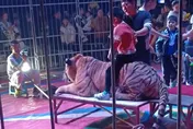 一張88元！馬戲團讓小孩「騎老虎背」拍照　危險行徑挨批「想賺錢想瘋了」
