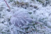 寒流、豪雨發威！北台「極寒冷」　大屯山頂跌破0度有望飄雪