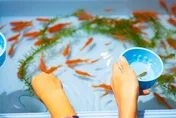 「夜市金魚」撈回家死超快...達人揭密：太緊張被嚇死恐是關鍵！