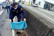 台中驚見白鼻心逛大街！驚嚇咬警　驚險圍捕畫面曝光