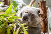 北市動物園今起門票漲了！　清明連假家長帶12歲以下孩童「免費」