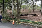 快訊／強風豪雨狂灌高雄！男步行澄清湖畔遭路樹砸頭　經搶救仍不治身亡