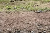 影/蠕動場面嚇死人！海量昆蟲遷徙「一波接一波」　氣象署：不代表地震將至