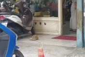 「龜」心似箭！飼主太愛「三姑六婆」顧聊天　牠「聽不下去」拚命往外爬…