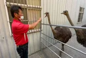 飼主現身收4600罰單！逃家鴕鳥賭氣咬他「太晚來了」　他開心喊：平安就好