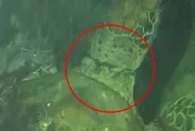 太驚險！墾丁綠蠵龜遭魚線纏頸　多方隔空接力救援成功