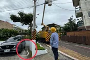 墾丁船帆石大停電！417戶停電半小時　原因竟是可憐獼猴「誤觸電亡」