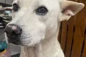飼主懸賞30萬找愛犬！帥哥生日前天「尋回野生Mika」　開心直呼：戶頭有禮物