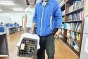 影／一定要幸福！走失狐獴「丁滿」開放領養　 97人登記…南投夫妻中籤