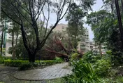 快訊/強颱凱米摧殘！台北樹倒扯斷電線　內湖575戶停電