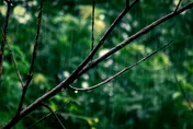 快訊/假日泡湯了！大雷雨炸10縣市　北市士林國家警報狂響