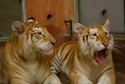 泰動物園罕見「黃金虎姐妹花」　天然呆模樣像貓咪人氣夯