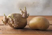 馬鈴薯抑芽劑「克普芬」更毒？歐盟列二級致癌物