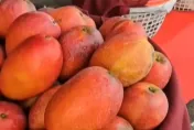 芒果季吃到爽？服用「華法林」藥物者　恐釀出血危機