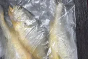 進口黃花魚驗出禁藥　食藥署祭出100%逐批查驗