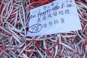 小白菜、辣椒驗出農藥超標！北農77件蔬果不合格全銷毀