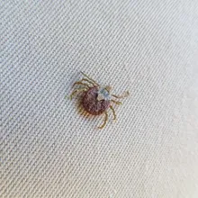 家門外抓到16隻蜱蟲！北部7旬翁確診罕見「SFTS」