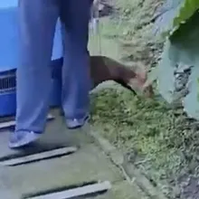 野生山羌1/4清早闖北市動物園「落網」　園方：保持距離別打擾