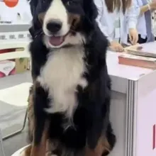 陸寵物公司模特犬上海走失近20天　 負責人懸賞274萬盼尋回