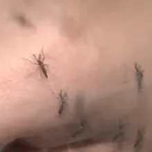 內行人無藏私分享「滅蚊神技」　手沾濕擊中率飆升100%