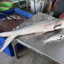 彰化線西漁民捕獲20台斤野生午仔魚　老饕4萬元搶購