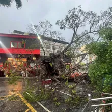 影/台南縣城隍誕辰遇老樹倒　廖大乙：兵馬擔厄恐有大事將現