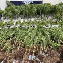影/父子檔新北山區農場掩護種大麻 警突襲攻堅逮5人