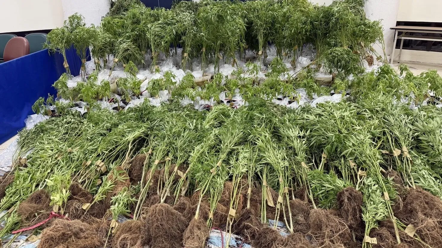 影/父子檔新北山區農場掩護種大麻 警突襲攻堅逮5人