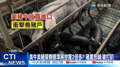 【每日必看】美牛美豬萊劑標準將放寬2倍多? 豬農怒喊:被打趴 20260213