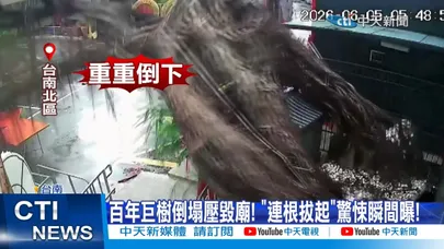 【每日必看】百年巨樹倒塌壓毀廟! "連根拔起"驚悚瞬間曝! 20260605