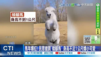 【每日必看】馬年搶買可愛"矮腳馬"最便宜2萬 日小猴"抱布偶"爆紅 20260217
