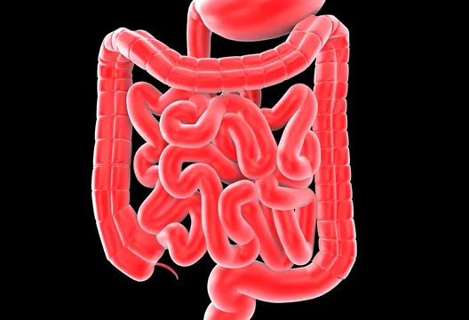 豆類、高麗菜都上榜！腸癌、腸道憩室患者別多吃　小心腸道被撐破