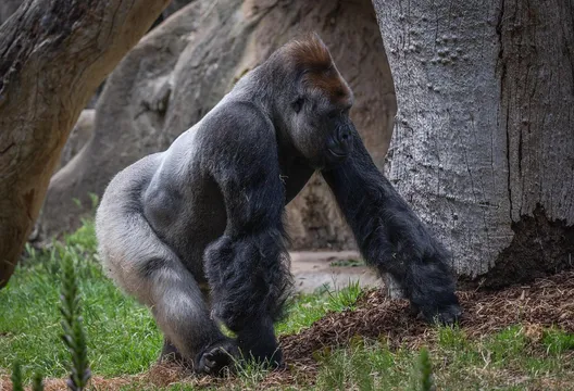 驚天一砸強化玻璃應聲碎裂！美動物園大猩猩突發狂　遊客嚇瘋