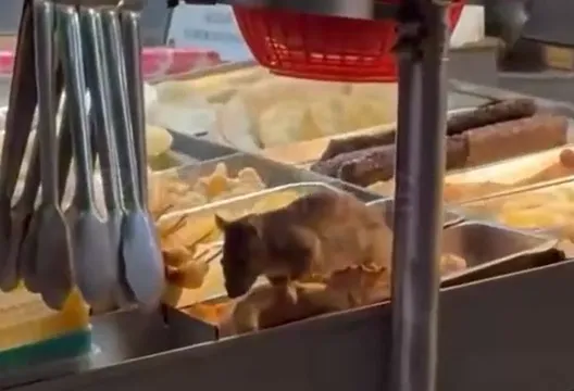 嘉義鹽酥雞攤驚見「料理鼠王」！業者道歉：將改善食品衛生