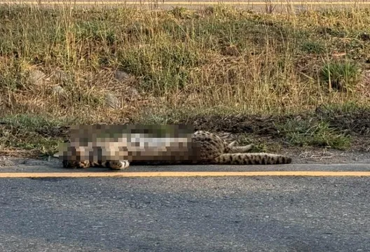 2026年首起路殺！驚見石虎「口吐鮮血」慘死公路旁