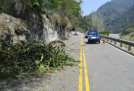 台中和平區樹木掉落砸車！車主可申請國賠