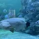 澎湖水族館鎮館石斑「疤哥」辭世　33年生命旅程落幕