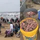 影/山東海邊驚現大量「陰莖魚」!民眾一窩瘋狂撈「溺水頻傳」消防快崩潰