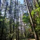 八仙山步道驚傳意外！移民署隊長命危　摸黑搶救中