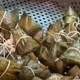 冰箱冷凍「殭屍粽」別吃　醫警告：小心急性腎損傷