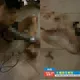 台中七期豪宅命案首開庭！3嫌互咬各說各話　撇凌虐致死