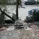 採龍眼留下的木梯救了22命　光復屋主超意外
