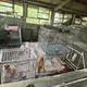 桃園大溪舊豬舍淪非法狗場　37隻品種毛孩獲救