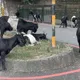 影/南投馬路變羊群自助餐廳！飼主二度違規放養　警出手了
