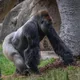 驚天一砸強化玻璃應聲碎裂！美動物園大猩猩突發狂　遊客嚇瘋